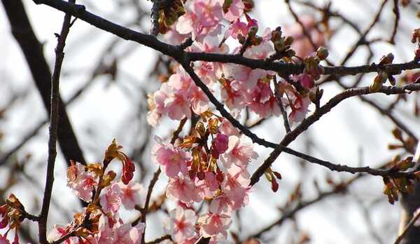 伊豆河津桜祭り！