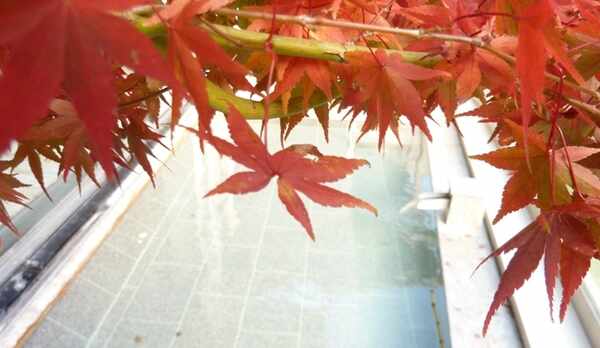 展望露天風呂と紅葉