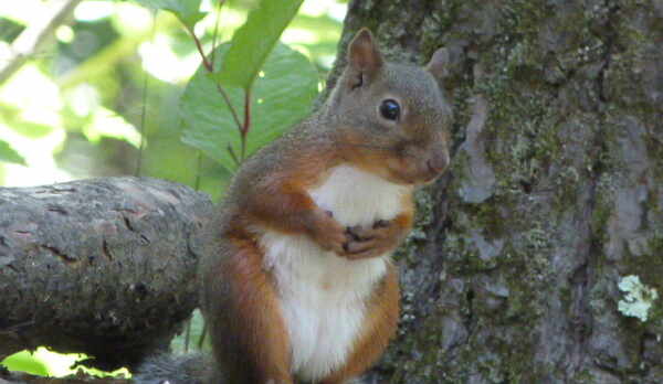 かわいいニホンリス君＾＾です