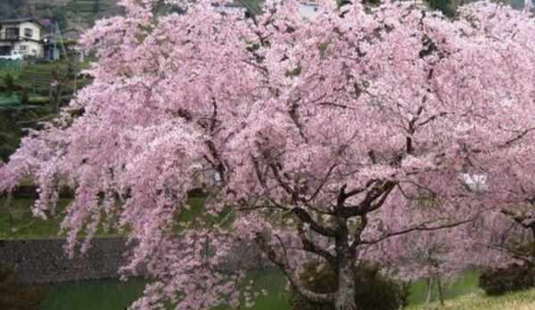 しだれ桜（丹沢湖）