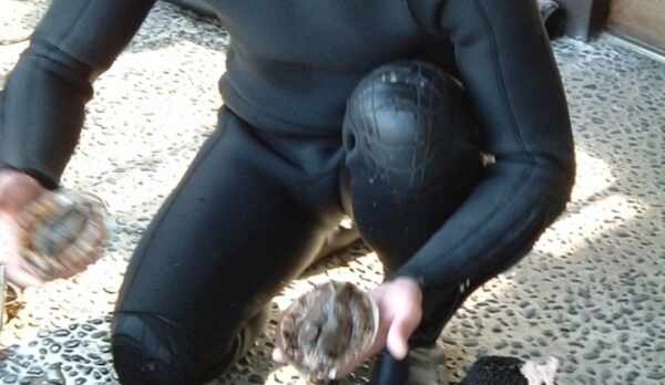 あわびを選んでいるところ