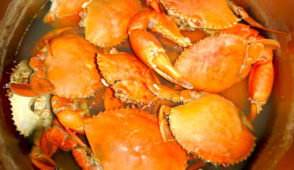 ・ノコギリガザミは茹でると鮮やかなオレンジ色になります