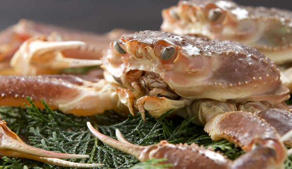 【カニ】冬の味覚の王様と言えば！やっぱりカニ。この時期だからこそ楽しめる日本海の幸を心ゆくまで