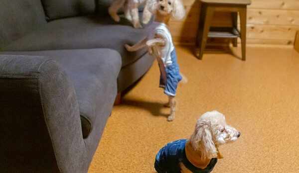 お部屋（山女魚）