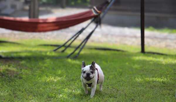 *ワンちゃんと泊まれるコテージKOBUSHI（15kg以下）／専用ドッグラン付