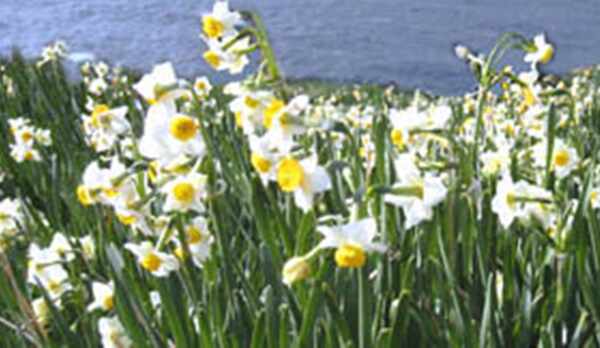 *梨子ヶ平の水仙畑