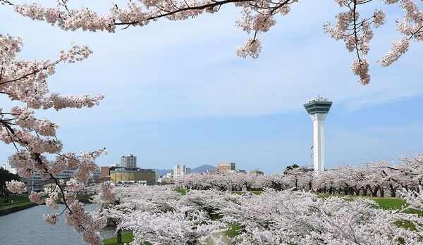 五稜郭タワーが一望できるスポット