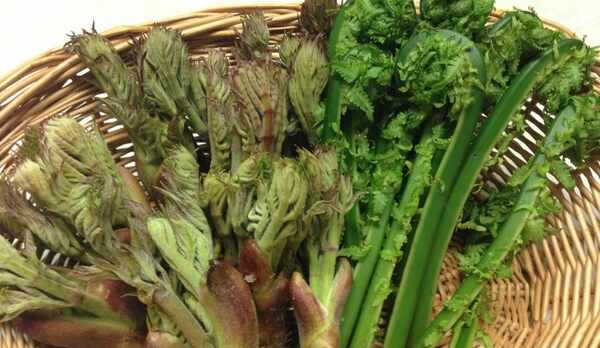 たらの芽とこごみ