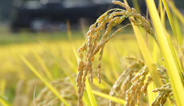 ごはんは自家米コシヒカリを使用しております！