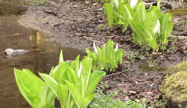 敷地に咲く水芭蕉