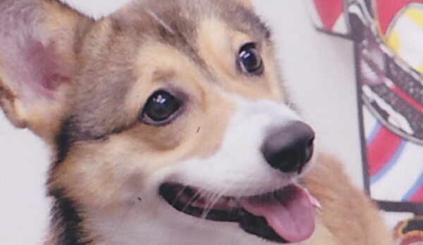 看板犬「ティファニー」コーギー