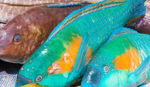  屋我地島周辺で獲れた魚介