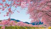河津桜まつり