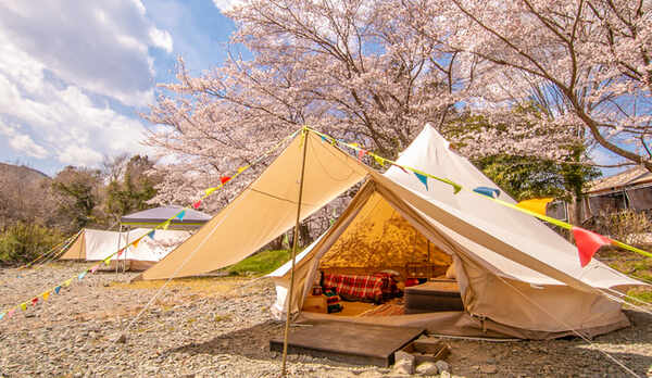 春には桜の下でグランピング