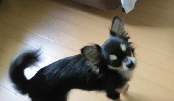 床はワンちゃん仕様です