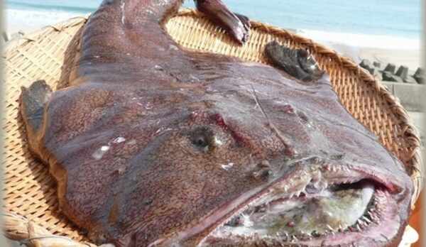 ２０キロを超える口福あんこうの迫力