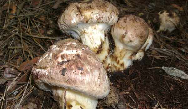 H25年松茸写真１