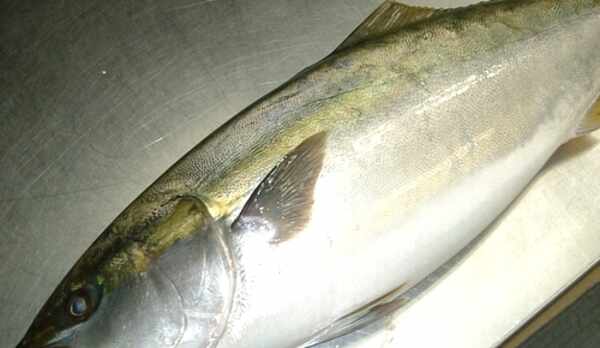 捕れたて新鮮のブリ