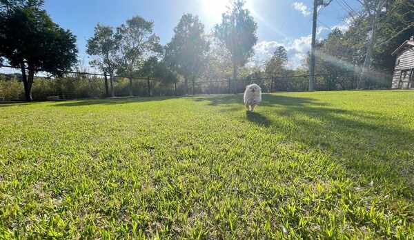 ワンちゃんものびのび!!