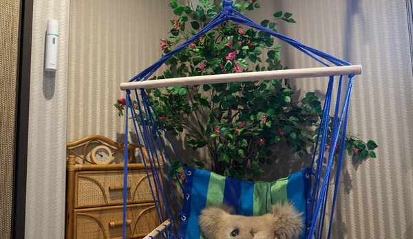 【バンブールーム】コアラです