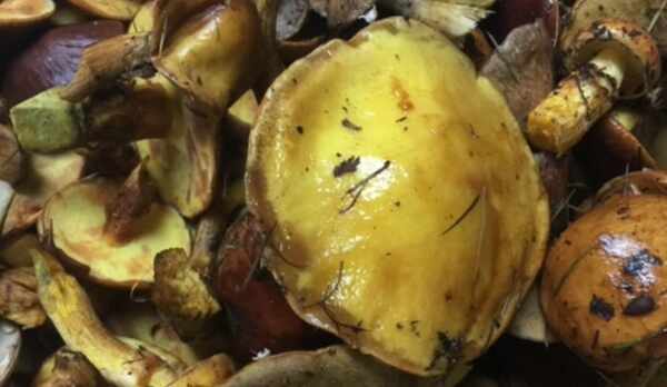 きのこは秋の恵み