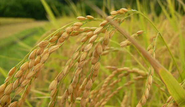 実りの秋・・・海辺で育てるお米はミネラル分たっぷりで甘いんですよ〜♪