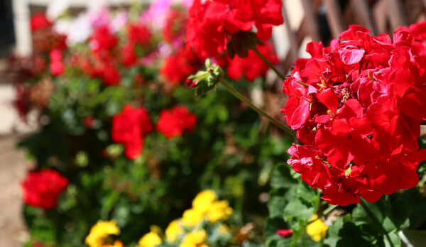 南アルプスの四季を感じる