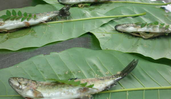 ニジマスの朴葉焼き調理前