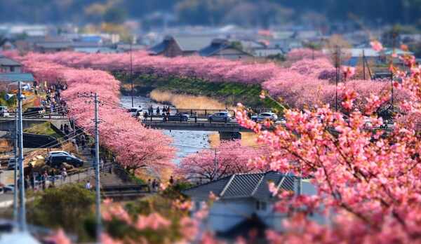 早咲き、長咲きで有名な「河津桜」