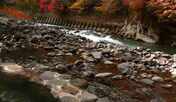 露店風呂と狩野川渓谷の紅葉