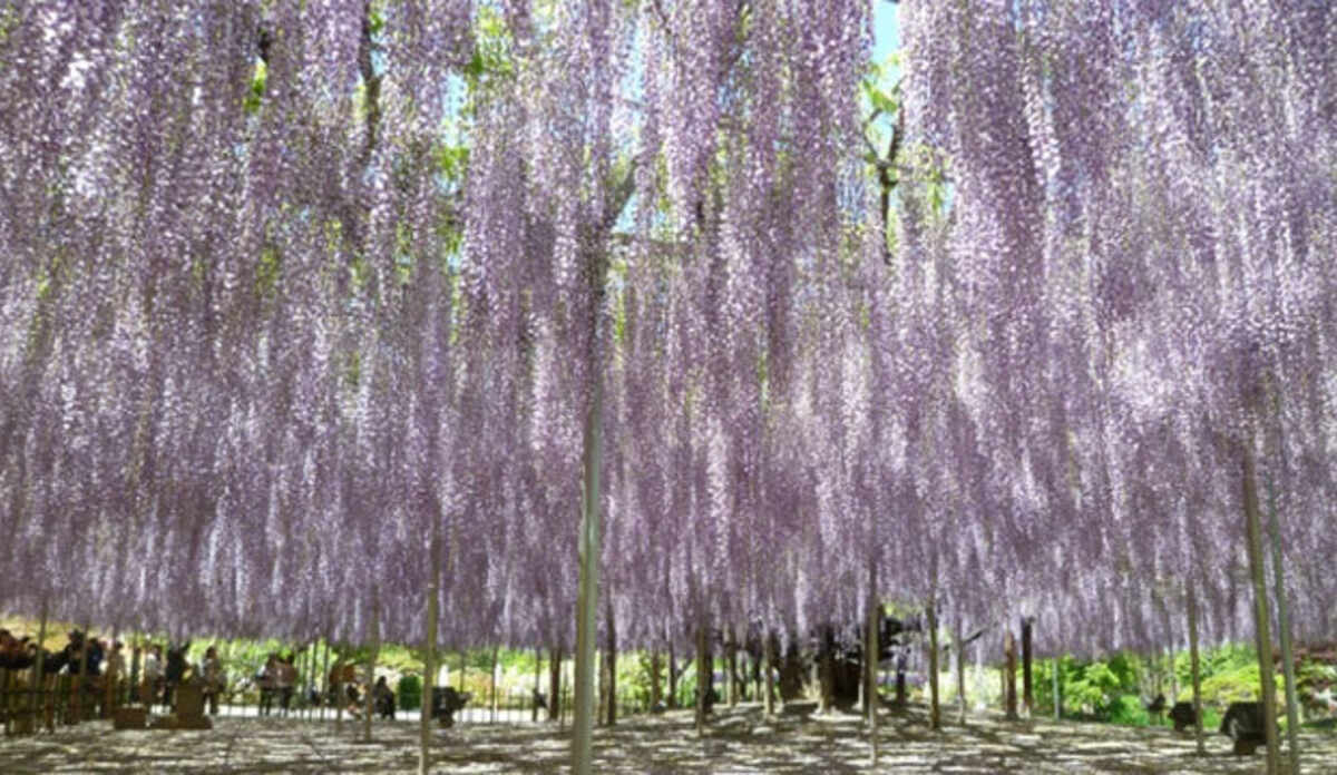 マウントジーンズ那須周辺のホテル 旅館 宿泊予約 価格 Com