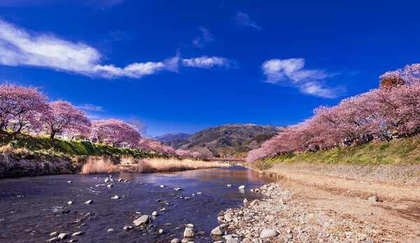 河津桜まつり開催中！当館より車で8分！