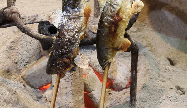 お料理の炭火焼きのお魚は、鮎や岩魚をじっくりと囲炉裏で焼いてます