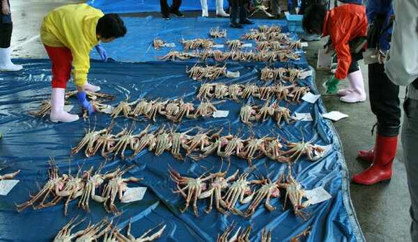 松葉ガニの初セリ、柴山漁港で（2008年）