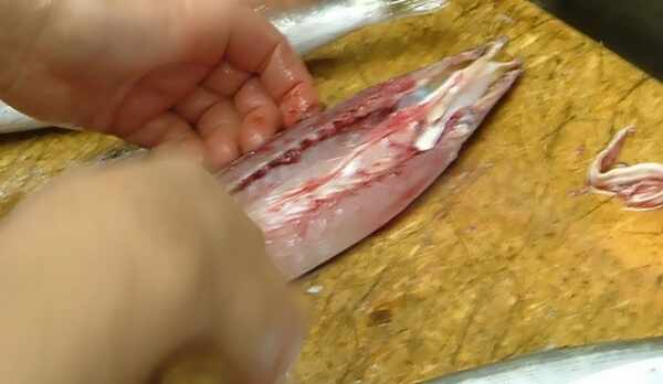 カマスをさばいています。