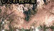 しだれ桜の宴　