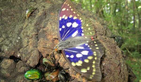 オオムラサキの集まる樹液