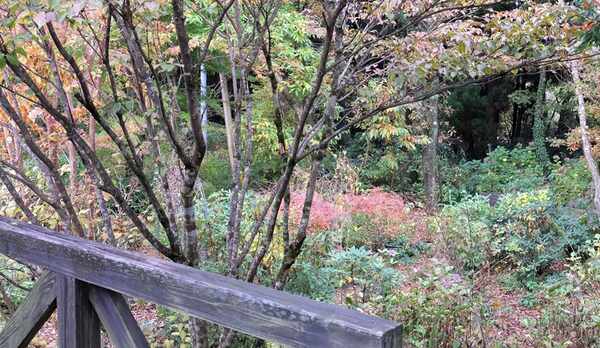 テラスから庭に降りられます。秋の風景。
