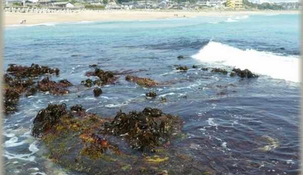 水木浜から見た旅館外観とかじめ（海藻）