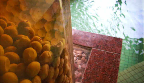 自家栽培の梅がぎっしり！