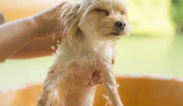 愛犬も温泉を楽しめる3