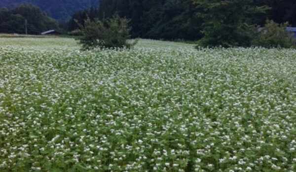蕎麦の花