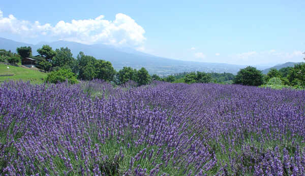 信州国際音楽村のラベンダー園