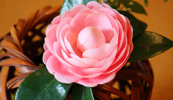 お花を活けております