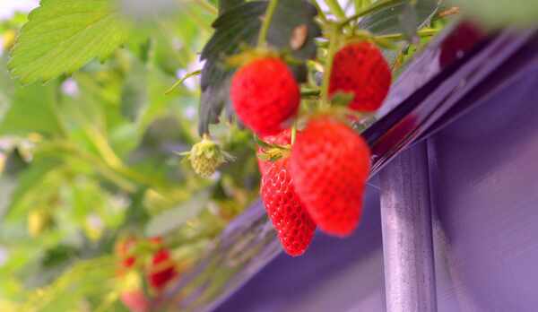 いちご狩りプラン