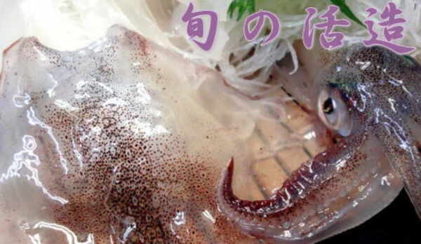 秋の旬！アオリイカの生き造り