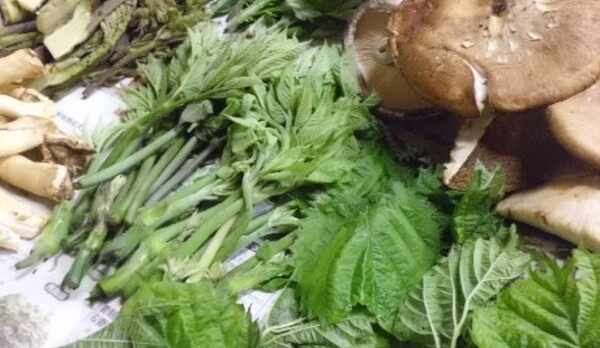 春の山菜の天ぷら