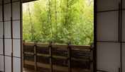 部屋から新緑をみる