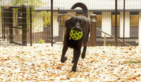 屋外ドッグラン