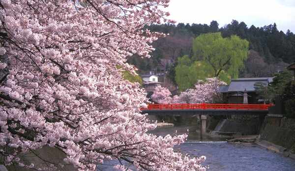 飛騨高山の代名詞「赤い中橋」と桜
